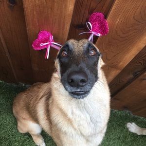 Meet your Posher, Joselyn